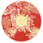 Lille Skat Sweety Red Sclera Kontakter Zombie